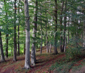 Šuma u Rugvici površine 3109m2