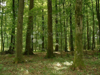 Šuma u Žbandaju