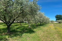 SVETI LOVREČ – građevinska parcela s nasadom maslina