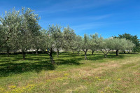 SVETI LOVREČ – građevinska parcela s nasadom maslina