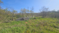 Umag, Istra okolica, poljoprivredno zemljište uz glavnu cestu
