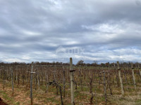 UMAG, OKOLICA - Vinograd, obrađeni, 1912 m2, poljoprivredno zemljište