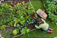 URBANI VRTOVI NAJAM, Velika Gorica, 25 m2 i 50m2