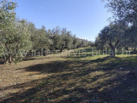 .::: Uredan maslinik kod Dubravica :::.