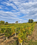 UREĐEN VINOGRAD 745 m² | 50 m OD ASFALTA [Trnava]