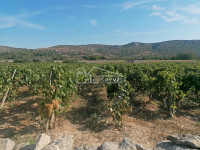 .::: Vinograd 3.010 m2 kod Šibenika :::.