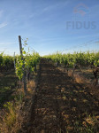 Vinograd sorte graševina - Erdut