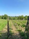 Zemljište (građevinsko) s voćnjakom i vinogradom - Okrugli Vrh, 2004m2