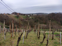 Vinograd s voćnjakom, Beletinec, 1108 m2