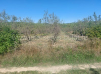 .::: Voćnjak s bademima u Dubravicama :::.