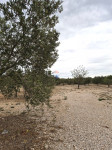 Vodice, poljoprivredno zemljište - maslinik, 6717m2