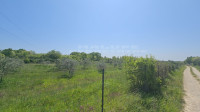 VODNJAN MASLINIK 2100 M2  86 MASLINA STRUJA  I VODA