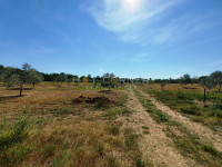 Vodnjan, Maslinik 14.000 m2