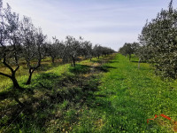 Vodnjan, maslinik, poljoprivredno zemljište