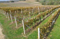 Zasadbreb, poljoprivredno zemljište ( vinograd  ) 130.000m2