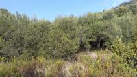 Zemljište, Trogir, Maslinik sa 25 stabala maslina.800 m2
