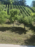 Zemljište Vratno 2133 m2, vinograd, voćnjak, pogled