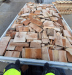 Pilanska debela bukva