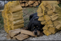 Suha drva za roštilj / ogrijev (Kesten)