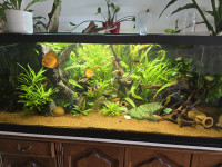Akvarij 150×63×63, ove godine sastavljen