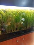 akvarij biljke trava