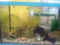 akvarij komplet sa ribicama