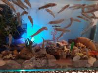 Akvarij kompletan s opremom i ribicama