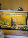 Akvarij sa ribama