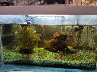 Akvarij s ribicama i svom opremom