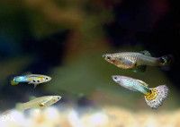 Akvarijske ribice gupi