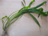 Cryptocoryne Aponogetifolia (Našice)