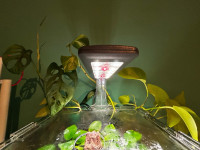 Monstera I pothos za akvarij