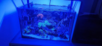 Morski akvarij 60litara