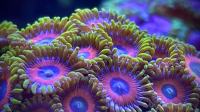 Morski koralji