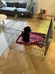 Ferplast Dog Training Indoor sklopiva ograda / box za pse i štence