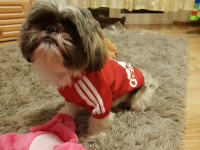 Trenirkice za peseka