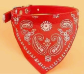 Ogrlica za pse, vel. M (29-35 cm), novo!