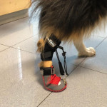 RuffWear - Cipele za pse za korekciju koraka