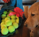 Tenis loptice kao poklon vašem psu
