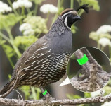 PRSTENJE ZA OZNAČAVANJE PTICA PP