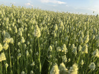 Sjemenke sjajca-kanarske trave