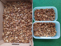 Ovogodišnji  domaći očišćeni orasi ( berba 2025. godine )