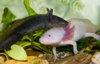 AXOLOTLI