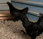 Ayam cemani