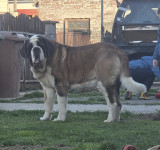 Bernardinac – Dino traži kuju za parenje