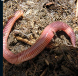 kalifornijske gliste