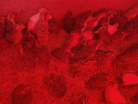 Odrasle prepelice 4ž+1m i mlade prepelice