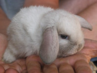 Ovnoliki patuljasti kunići ( mini lop ) sijamske boje, čistokrvni