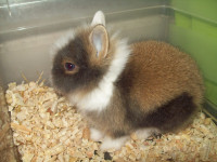 Patuljasti lavljoglavi i mini kunići, bebe - Zagreb