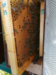 Pčele na Až okvirima